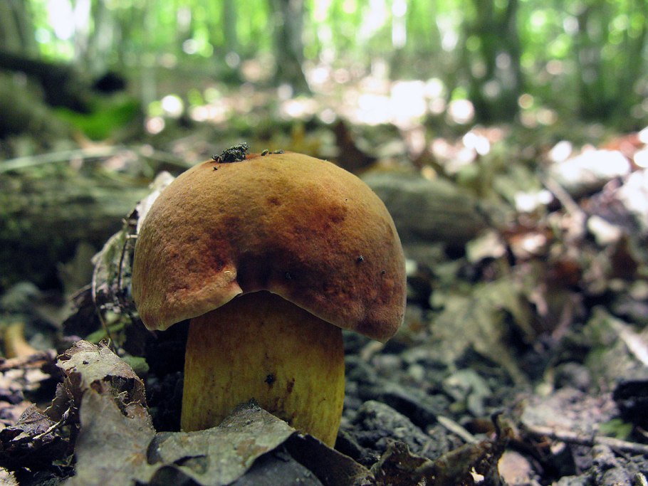 Дубовик крапчатый Boletus erythropus