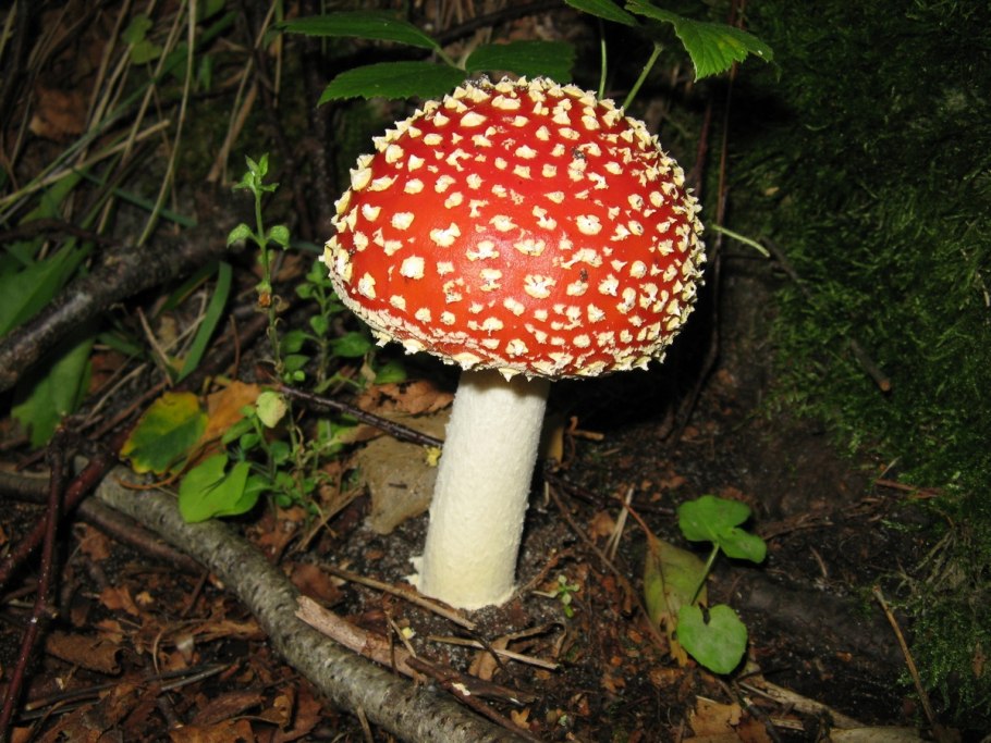 Мухомор съедобный гриб