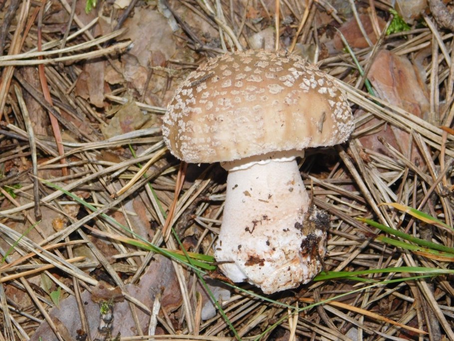 Мухомор серо-розовый amanita rubescens