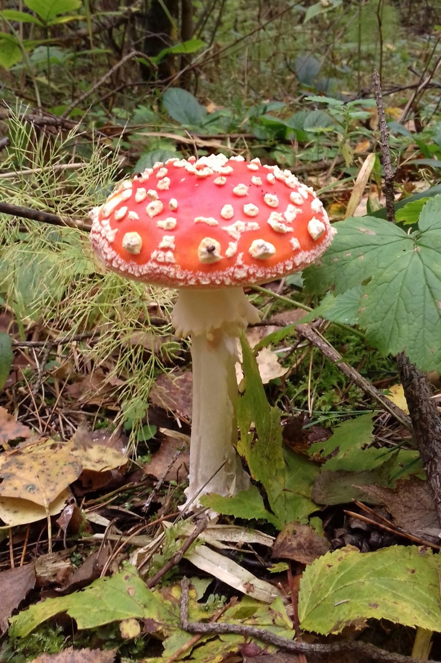 Мухомор поганка видный