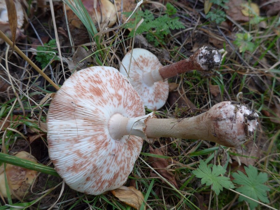 Chlorophyllum venenatum