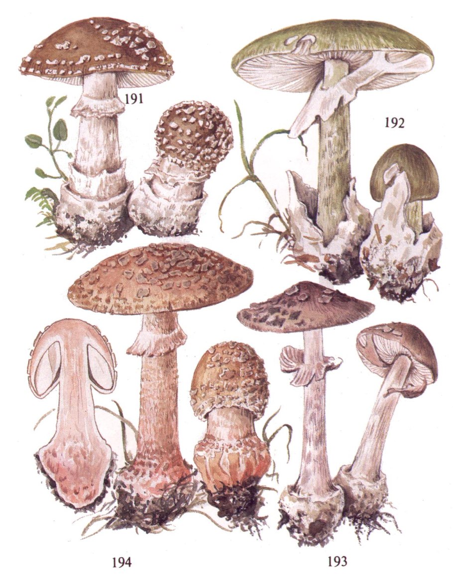 Гриб бледная поганка