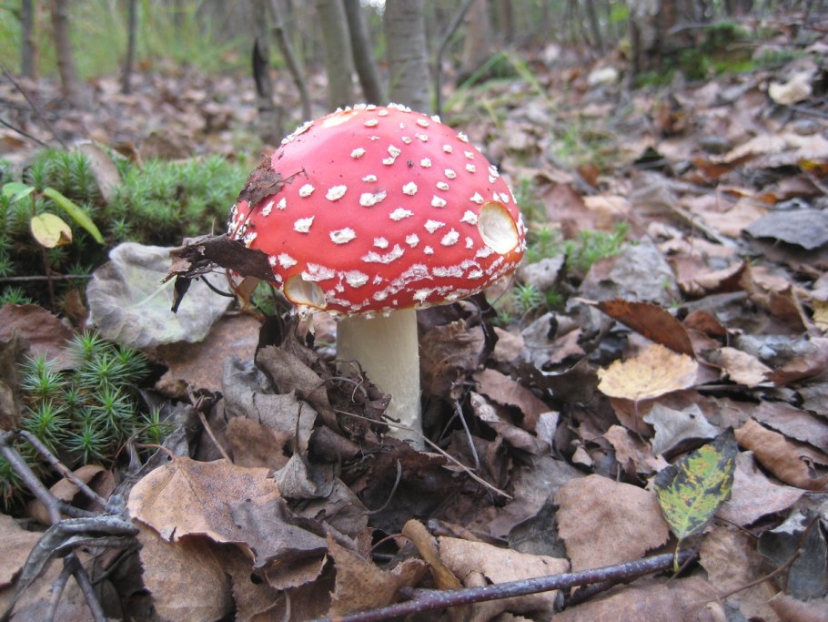 Agaricus muscarius — красный мухомор