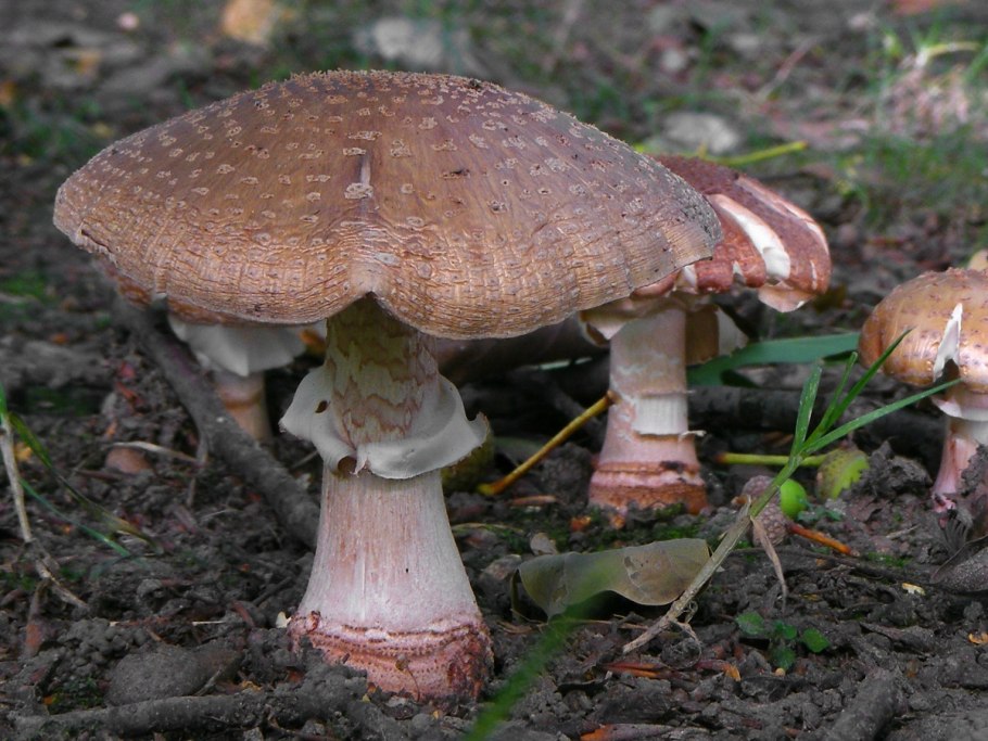 Гриб amanita rubescens