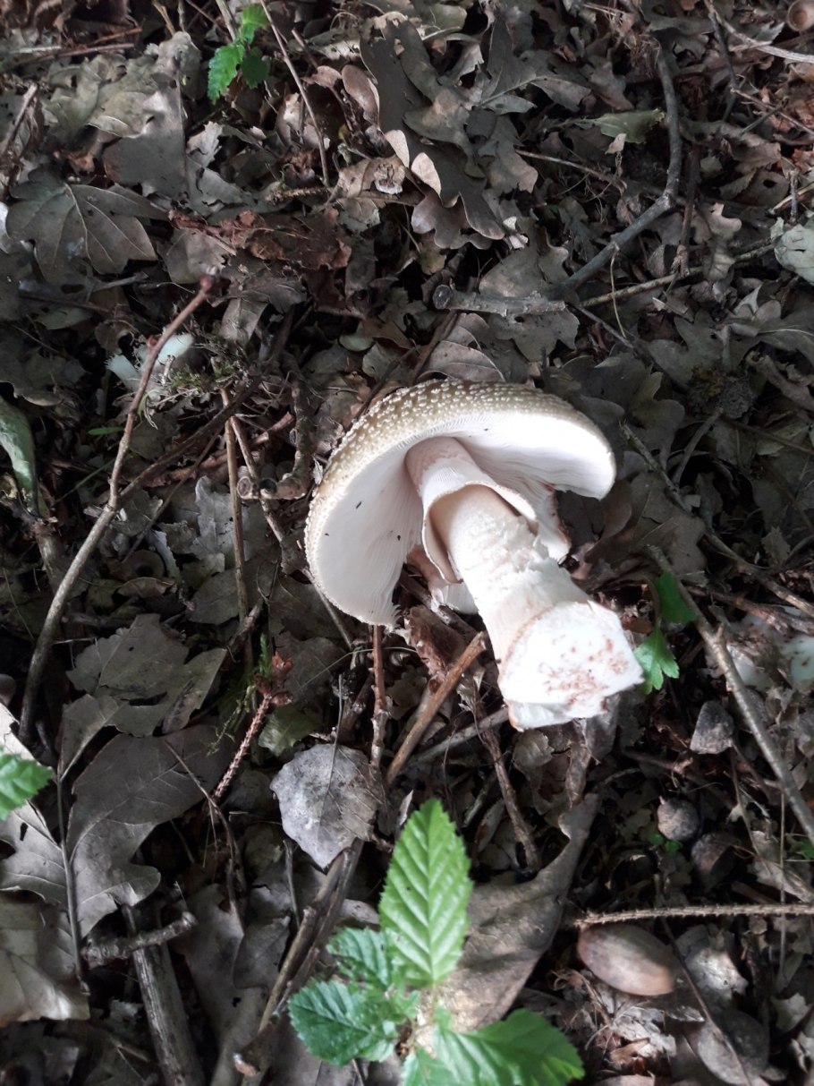 Мухомор жемчужный amanita junquillea