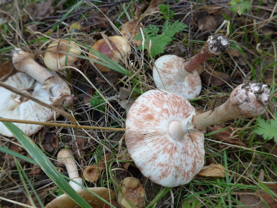 Гриб зонтик белый macrolepiota excoriata