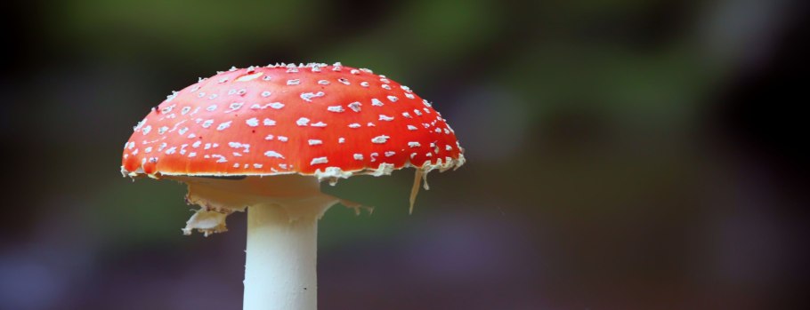 Poisonous mushroom