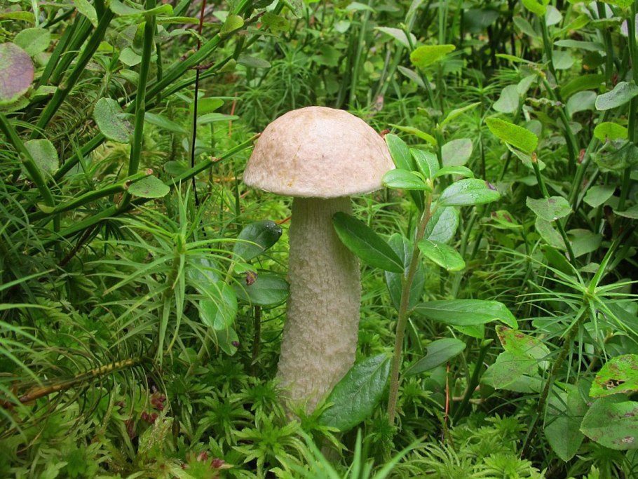 Подберезовик болотный Leccinum holopus