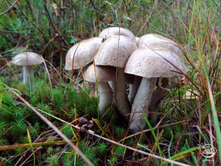 Подберезовик (Березовик) болотный