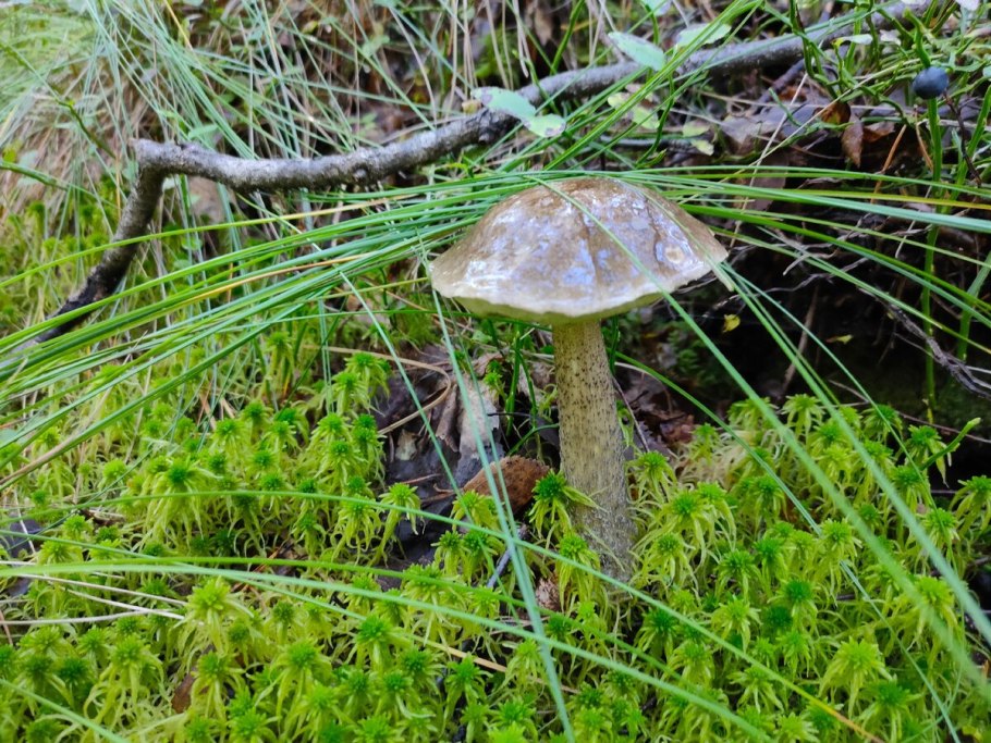 Подберезовик моховик