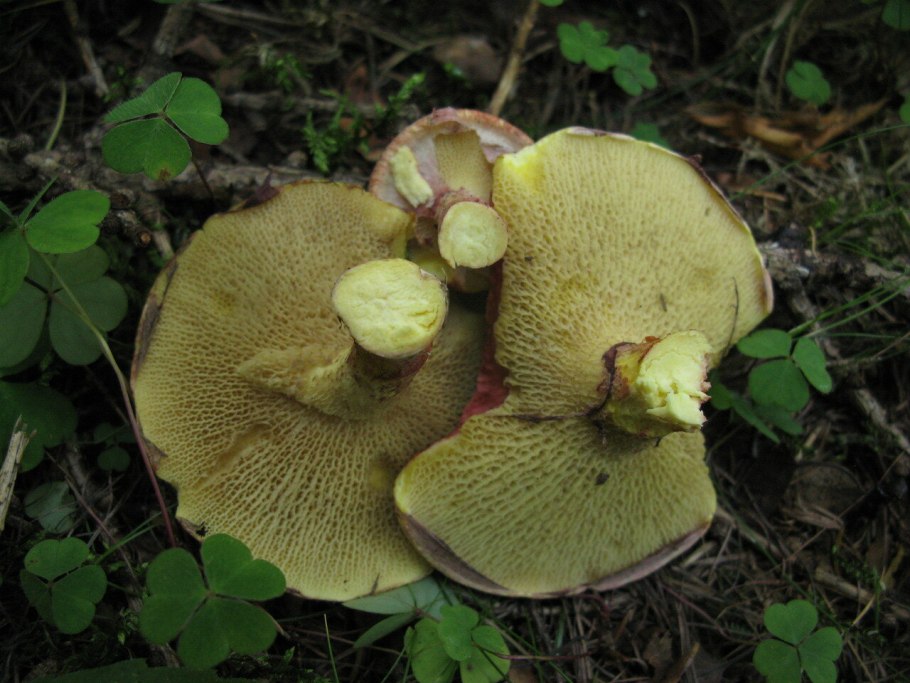 Болетинус болотный