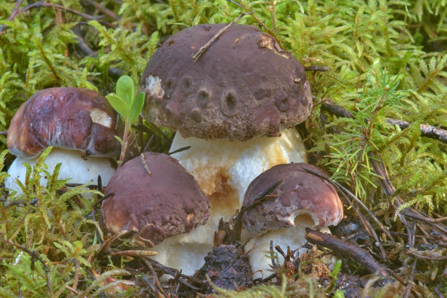 Boletus variegatus