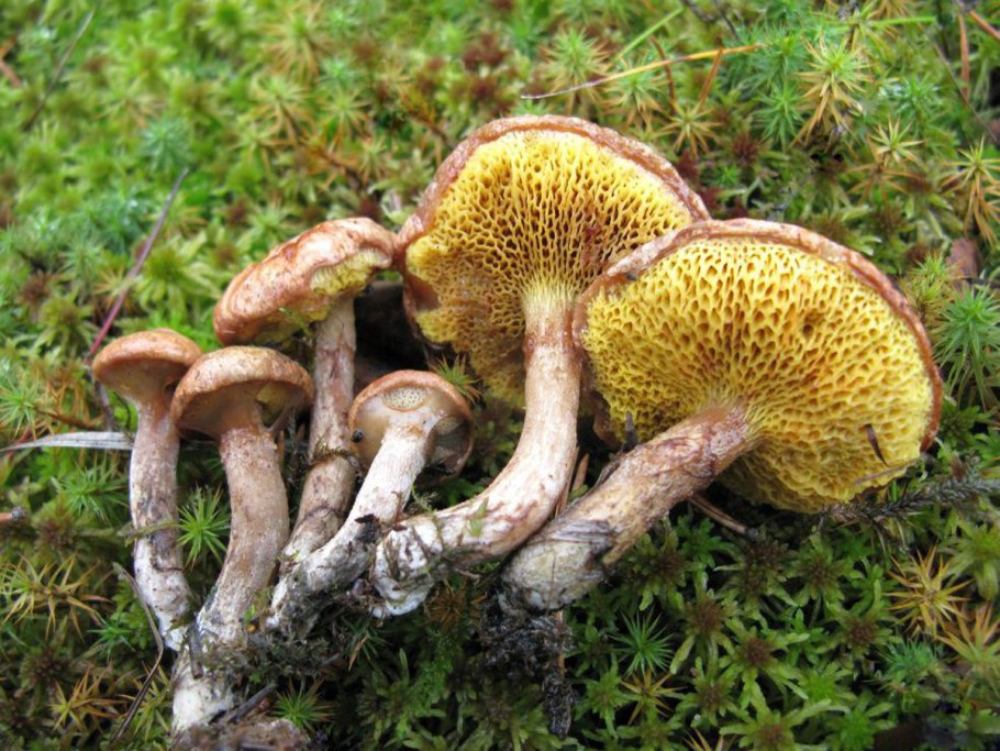 Suillus flavidus