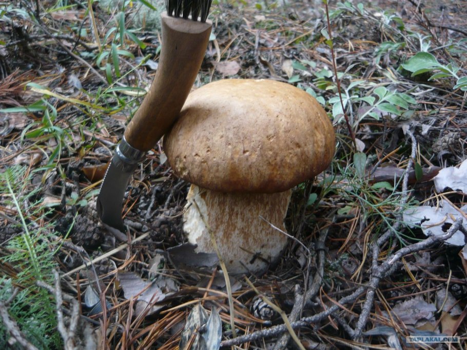 Гриб болотник болотный