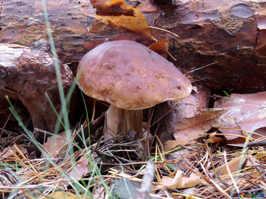 Гриб болотник болотный