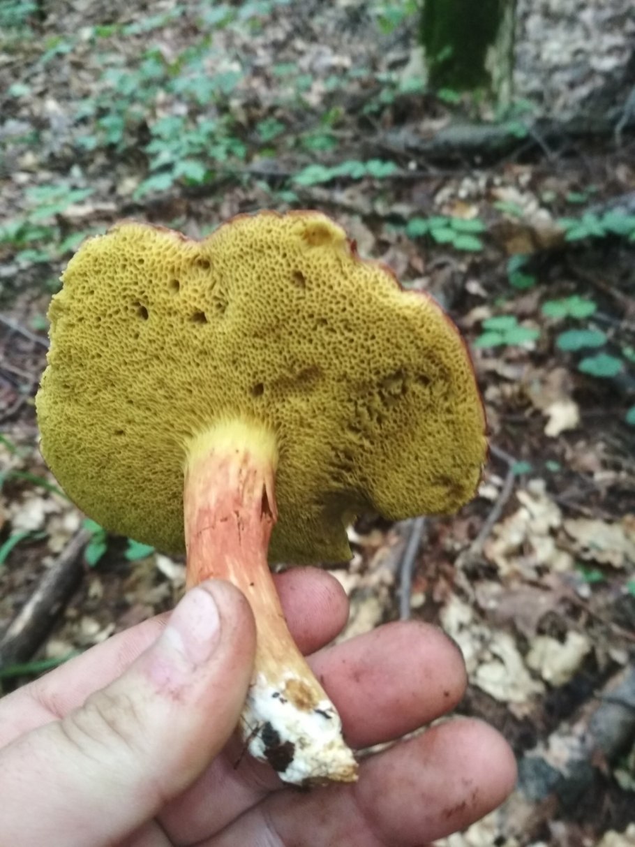Моховик красный Hortiboletus rubellus
