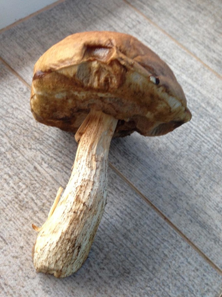 Гриб болотник болотный