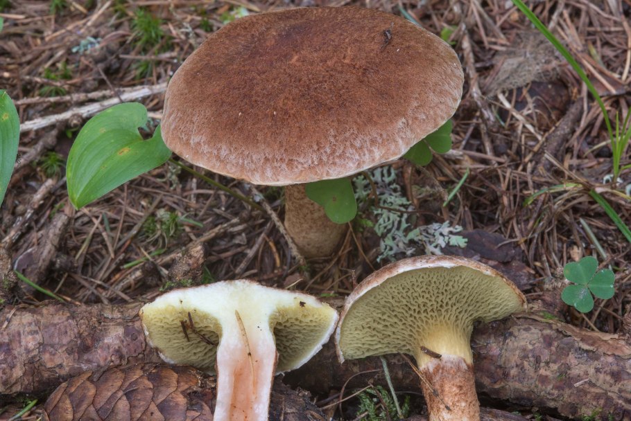 Масленок полоножковый