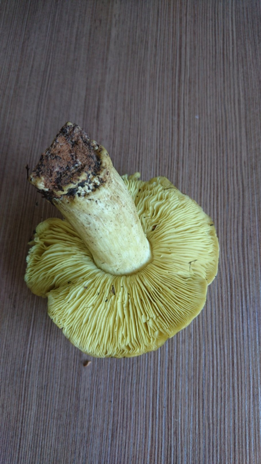 Луковички грибы