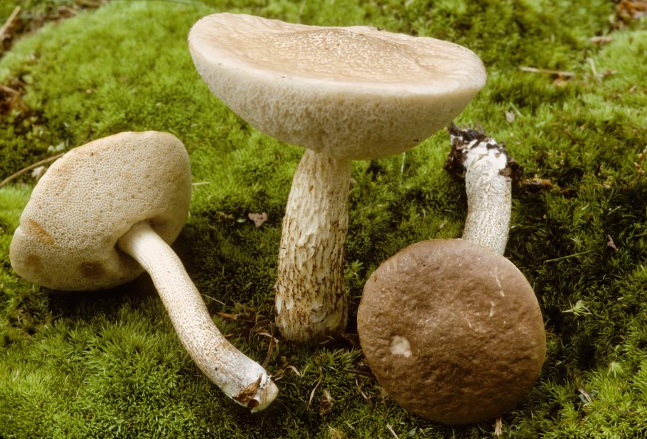 Leccinum holopus