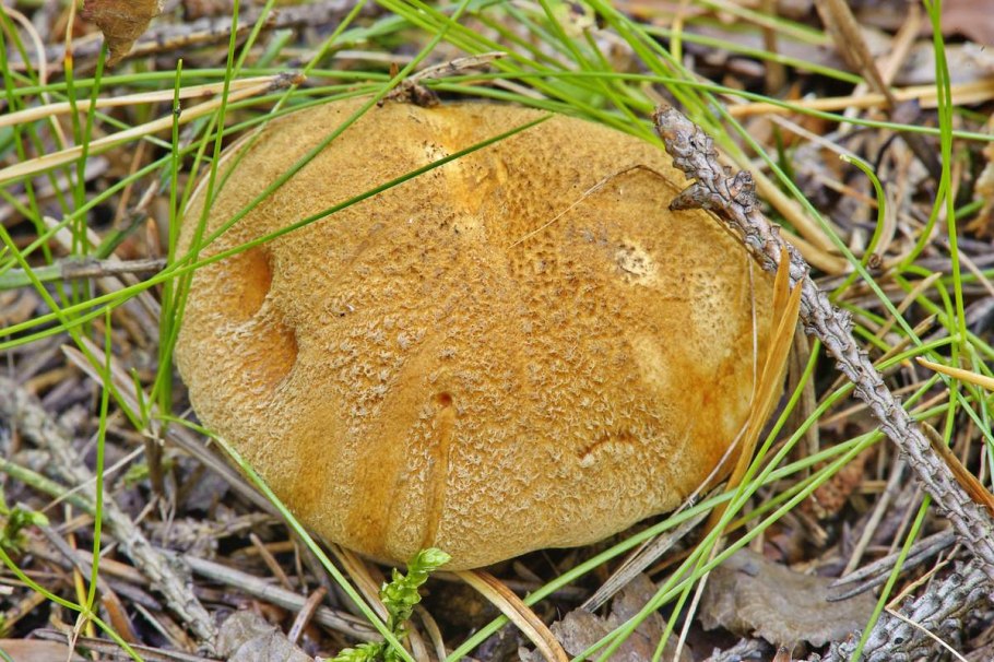 Xerocomus subtomentosus