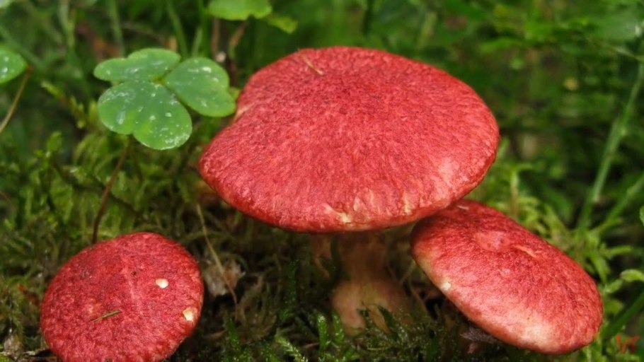 Болетинус гриб