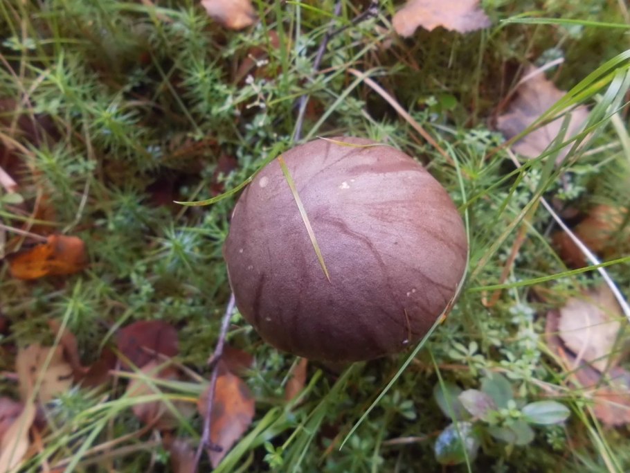 Гриб болотник болотный