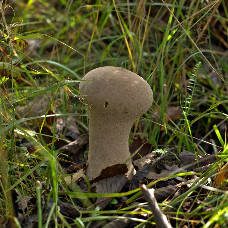 Дождевик шиповатый Lycoperdon perlatum