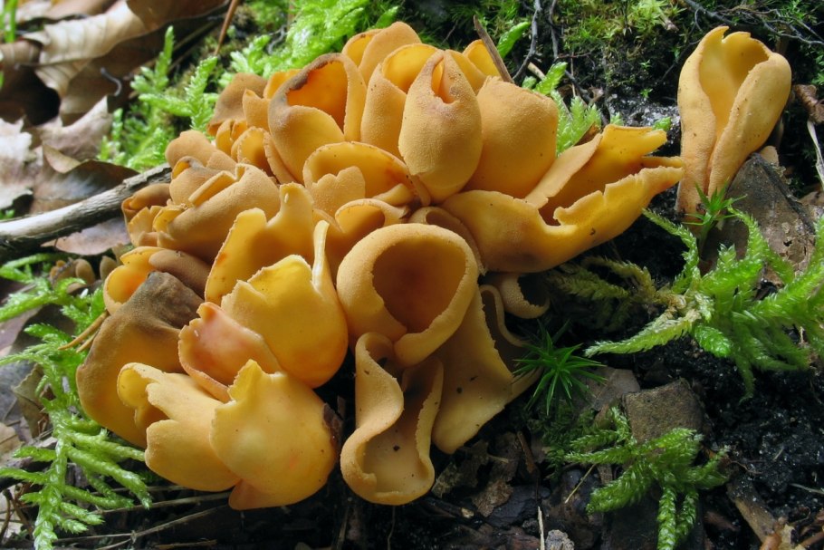 Отидея Ослиная