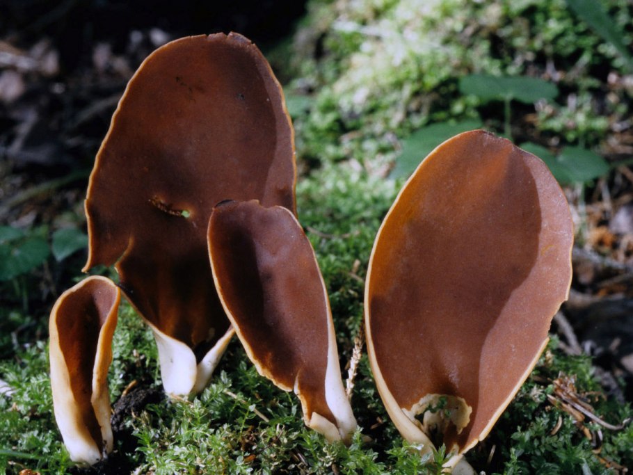 Отидея заячья