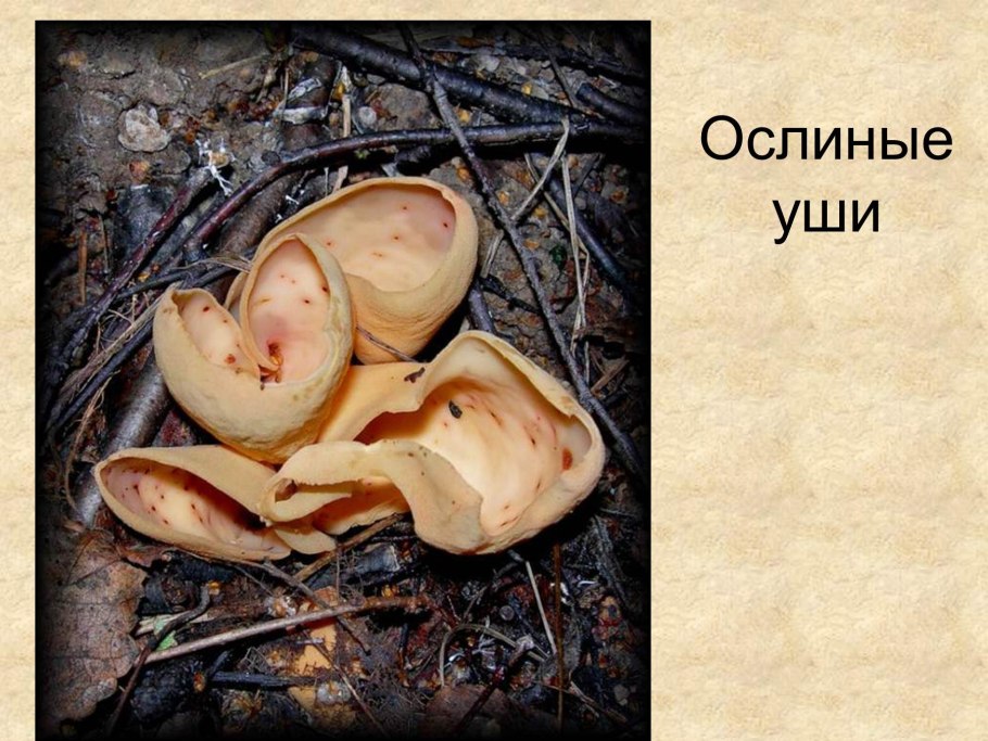 Грибы похожие на ракушки