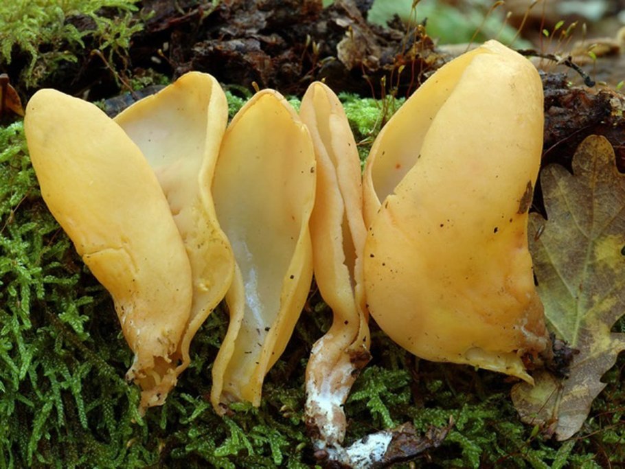 Отидея спиральная