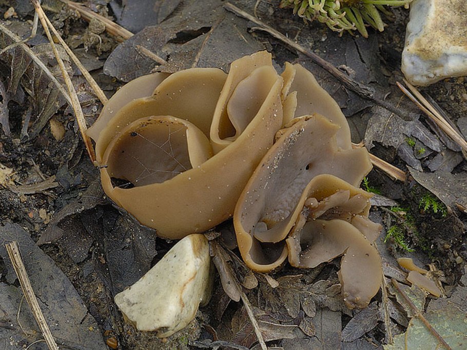 Отидея гриб