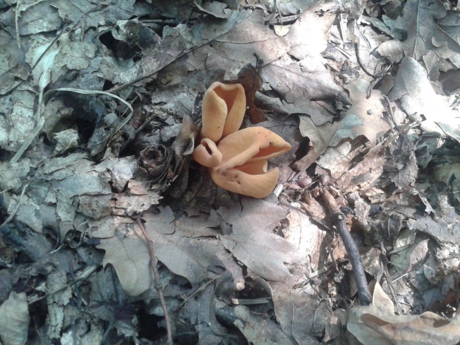 Gyroporus umbrinosquamosus