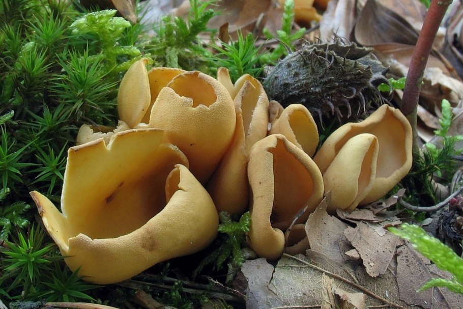 Отидея гриб