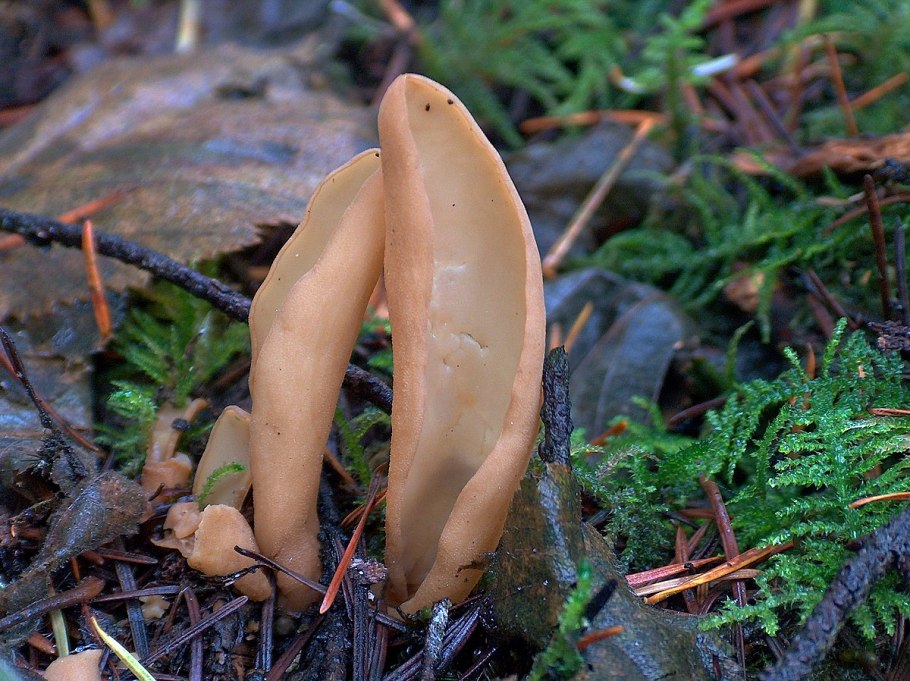 Гоенбуелия лепестковидная