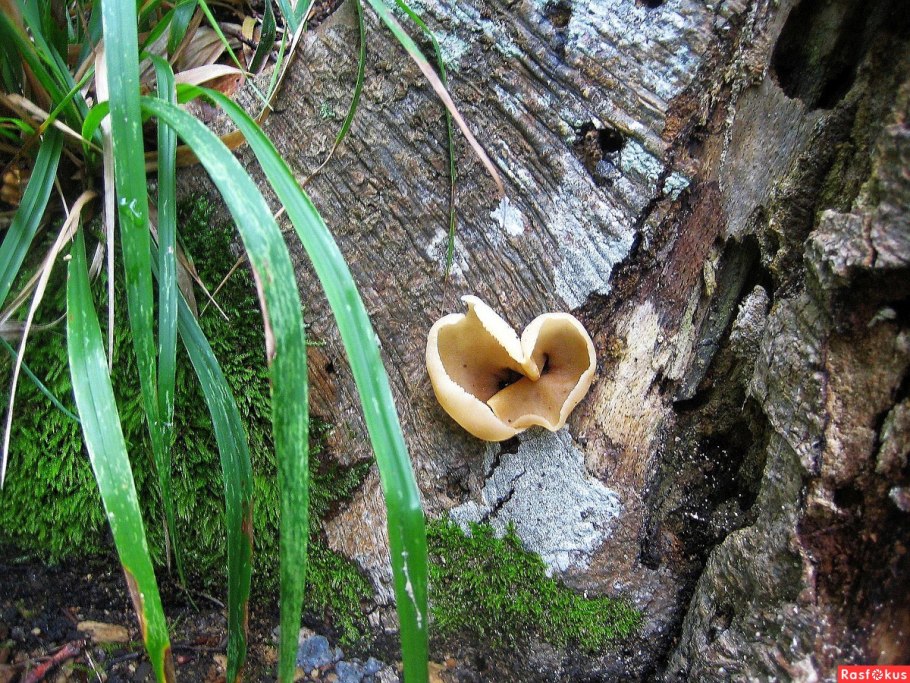Mushrooms in the Ears