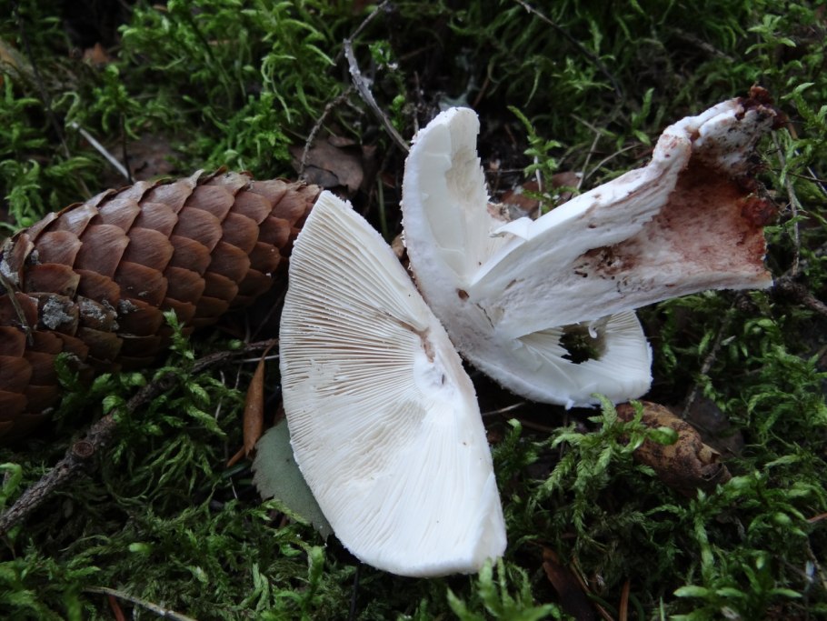 Алеврия пецица оранжевая