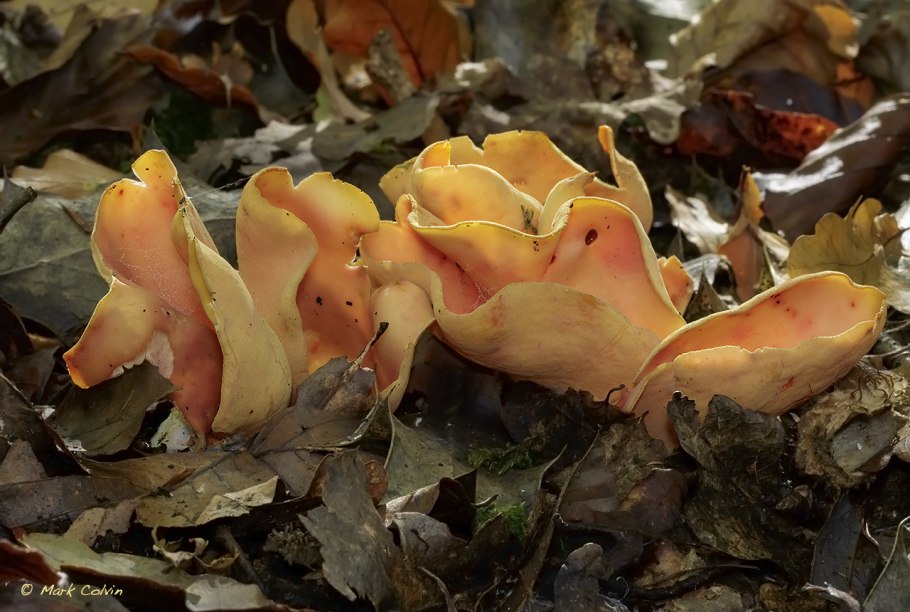 Ослиные уши гриб