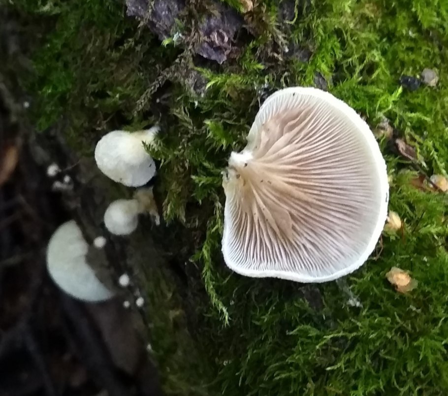 Оранжевая пецица (алеврия оранжевая