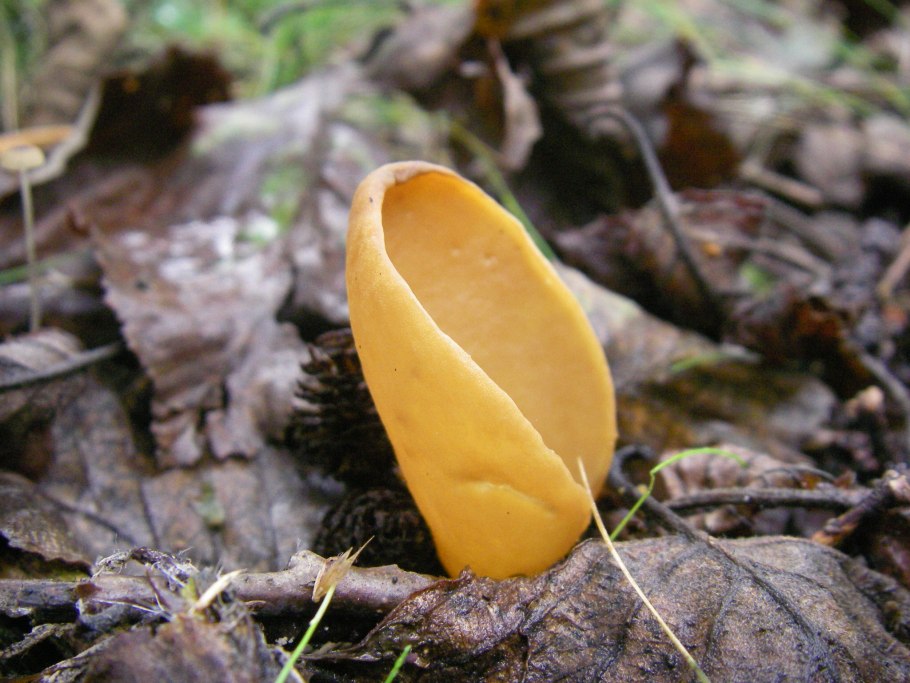 Entoloma byssisedum (pers.) Donk — Энтолома нежная