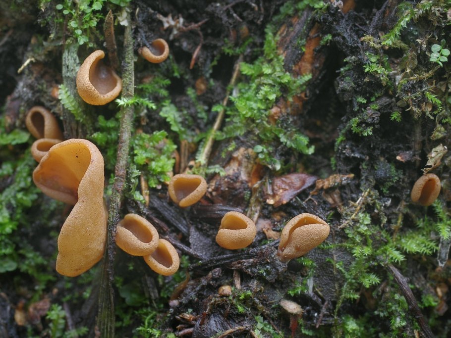 Otidea leporina