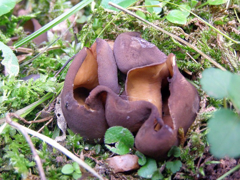 Отидея заячья