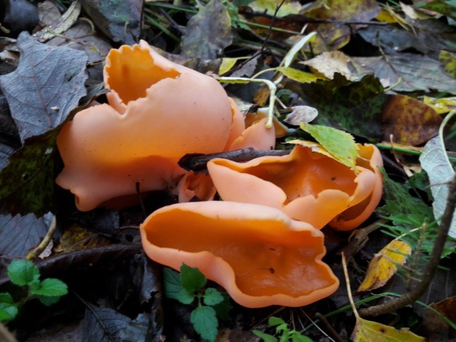 Mucilago Crustacea гриб