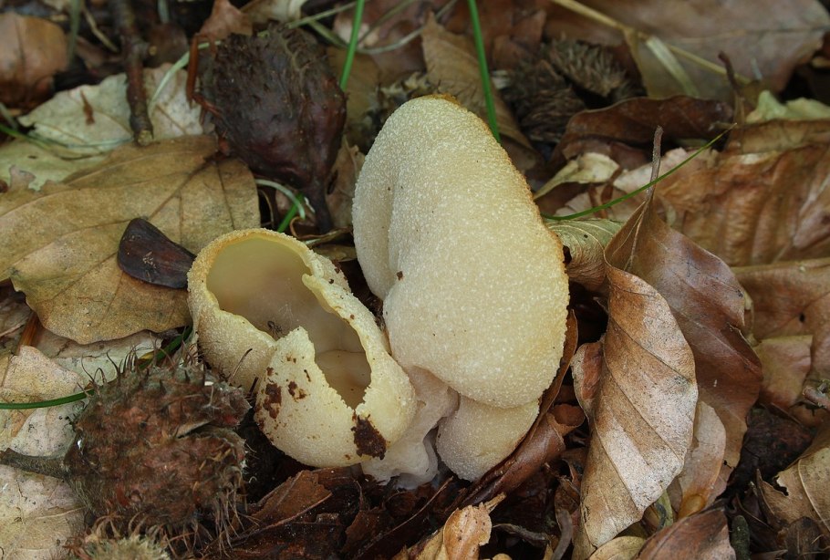 Пецица пузырчатая peziza vesiculosa