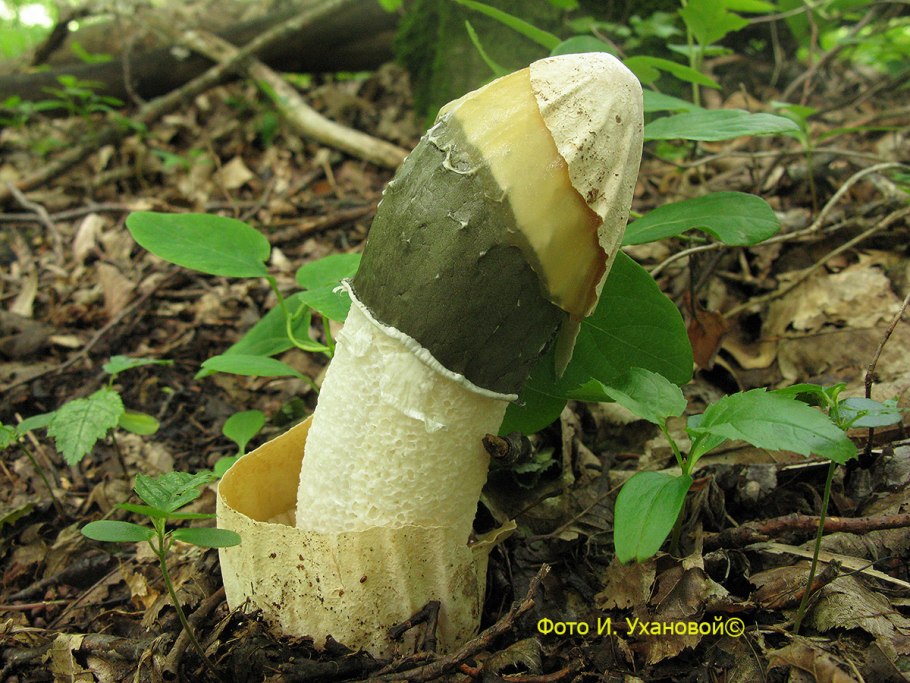 Весёлка обыкновенная гриб