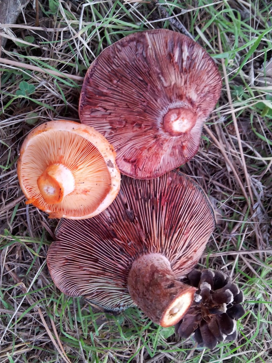 Lactarius sanguifluus