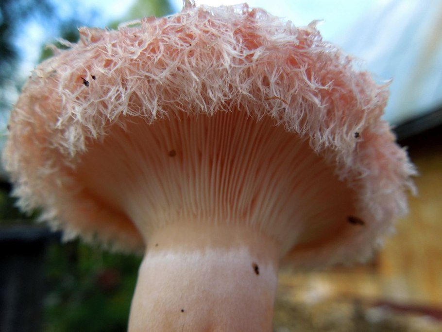 Гриб волнушка розовая