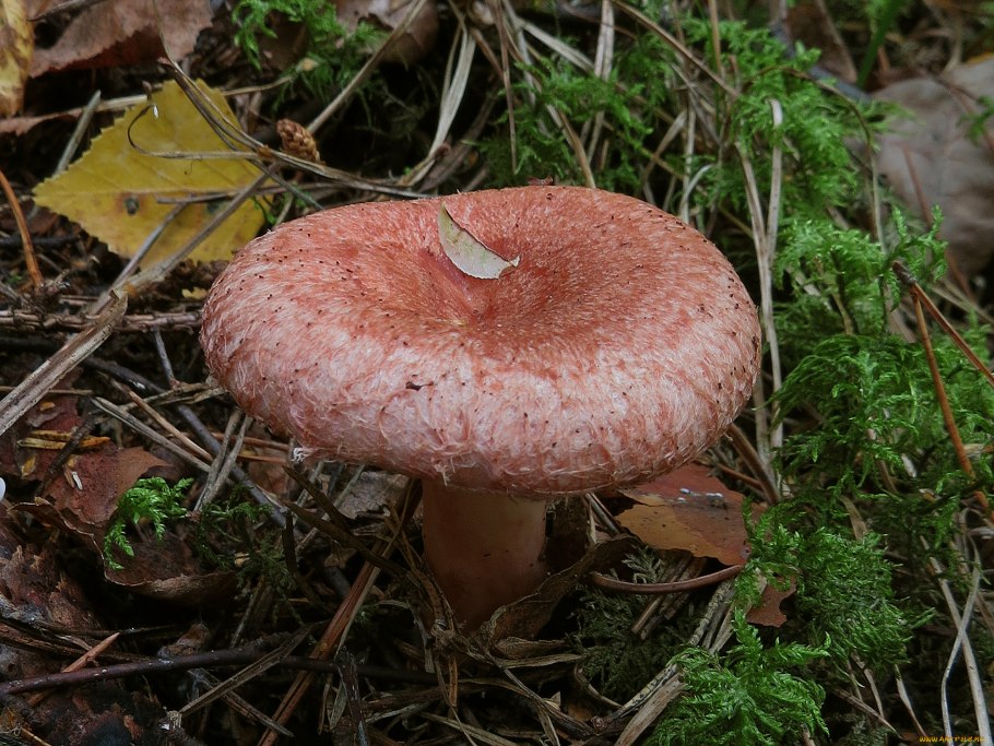 Волнушки грибы