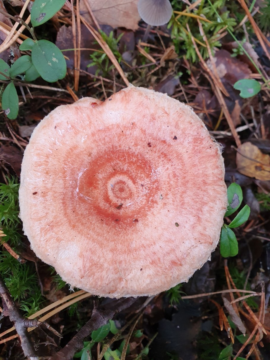 Lactarius torminosus